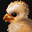 Animal Image